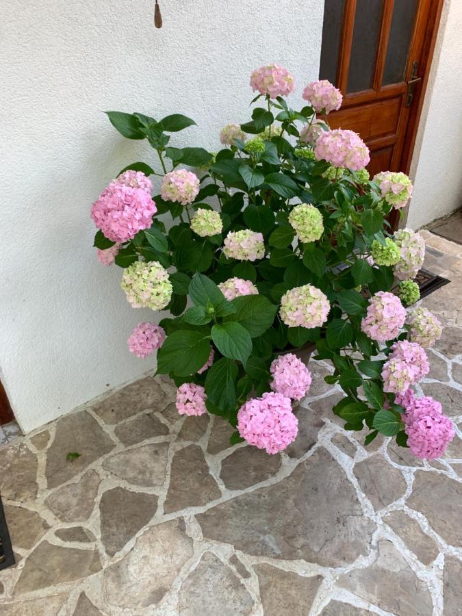 فيلا Casa Botanica بلاغاي المظهر الخارجي الصورة